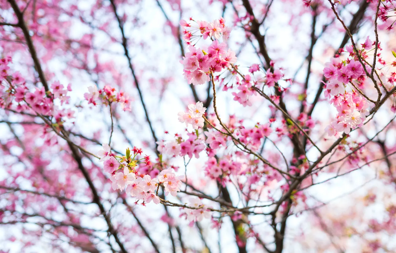 Фото обои Tokyo, Japan, flowers, cherry blossom