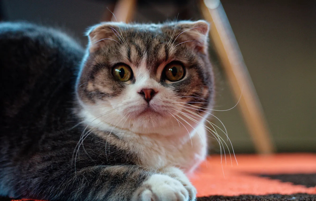Фото обои кошка, кот, взгляд, поза, лежит, мордашка, выражение, серый с белым
