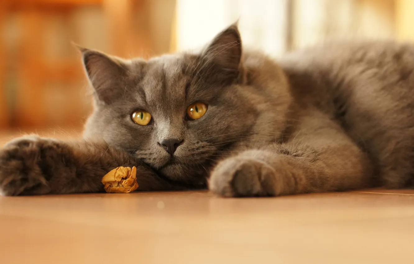 Фото обои кошка, кот, котик