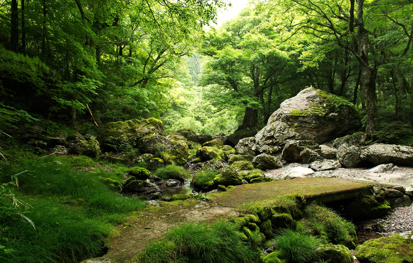 Фото обои лес, деревья, ручей, камни