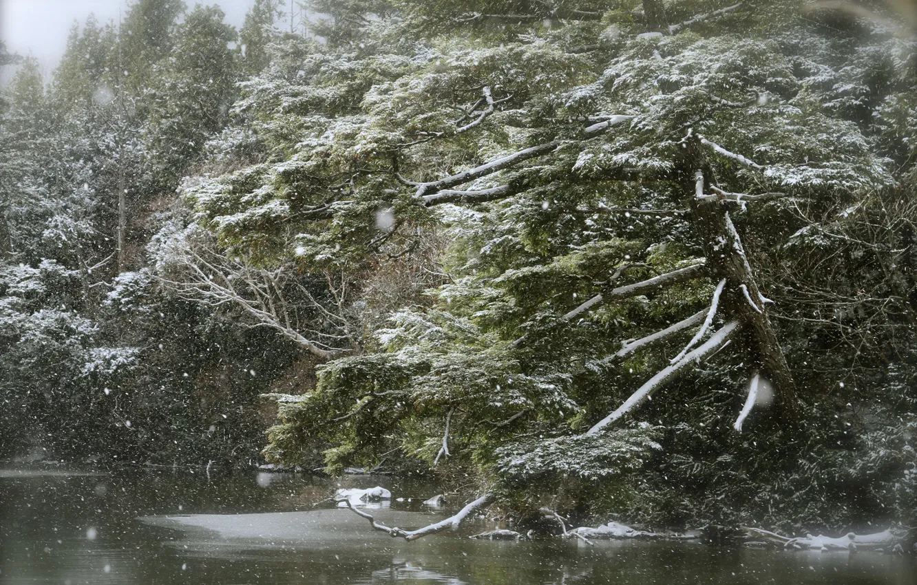 Фото обои лес, озеро, снегопад