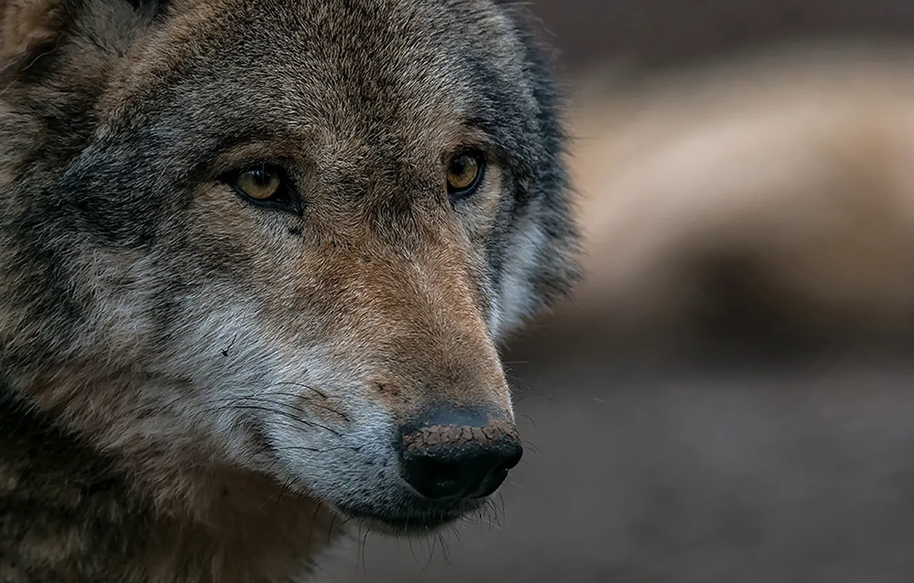 Фото обои nature, predator, animal, wolf, wildlife, portrait, portrait., Canis lupus. face