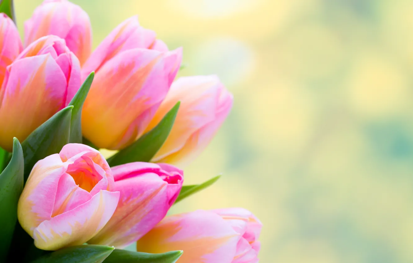 Фото обои фон, тюльпаны, розовые, боке, крупным планом