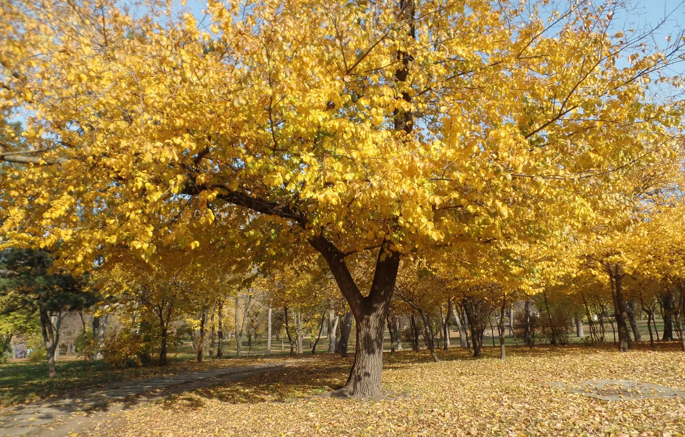 Фото обои Осень, Деревья, Листья, Парк, Fall, Листва, Park, Autumn