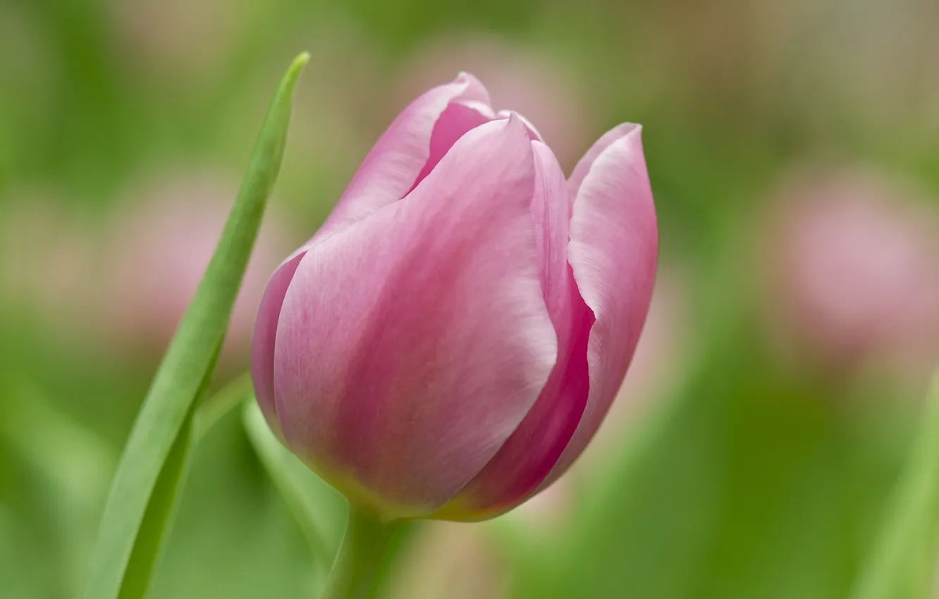 Фото обои цветок, макро, тюльпан