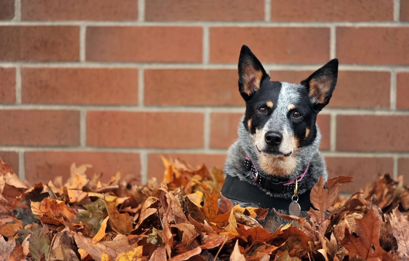 Фото обои листья, стена, собака