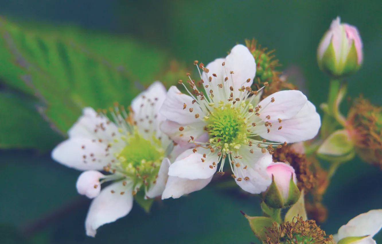 Фото обои flower, blooming, pnk