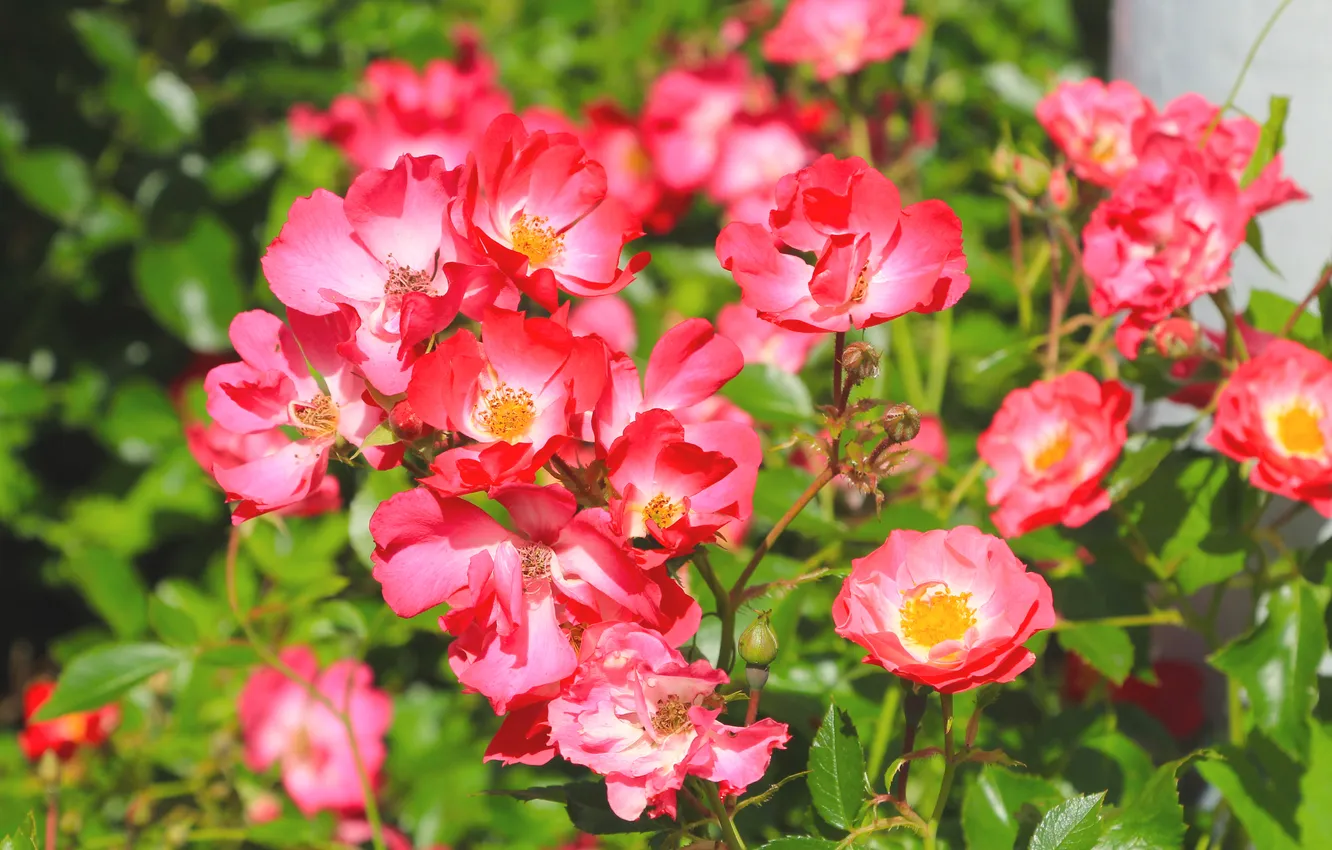 Фото обои red, flower, roses