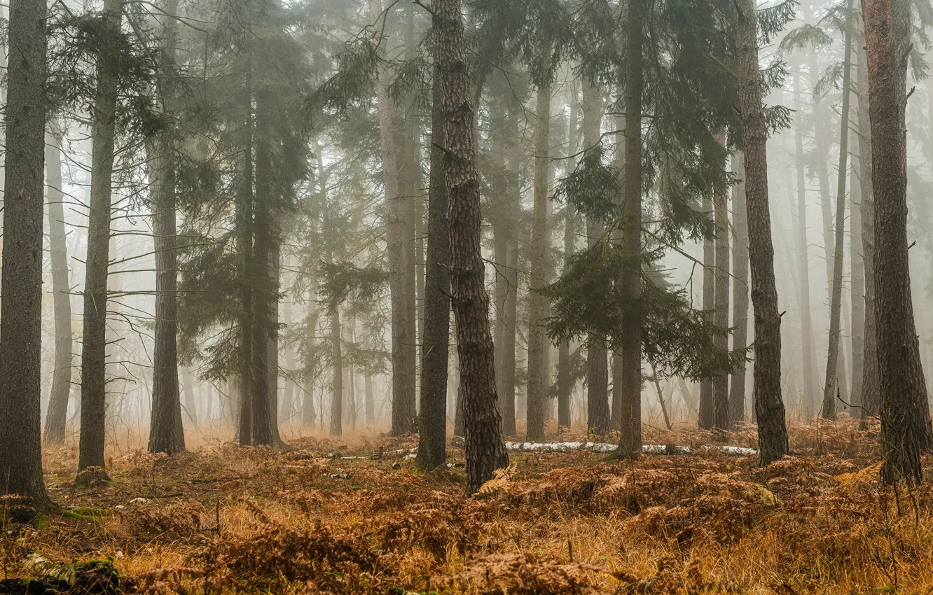 Фото обои осень, лес, деревья, ветки, туман, стволы, утро, дымка