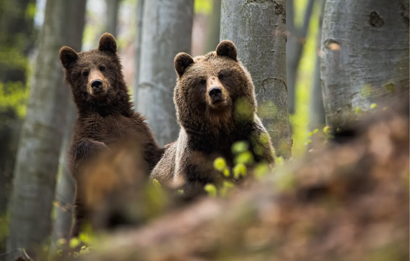 Фото обои лес, медведь, медведи, пара, медвежонок, бурый медведь, медведица