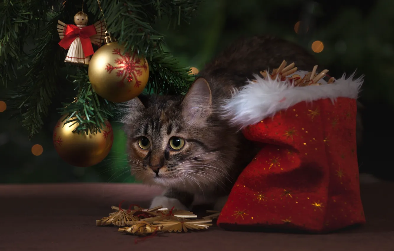 Фото обои кошка, кот, шарики, украшения, шары, игрушки, Рождество, Новый год