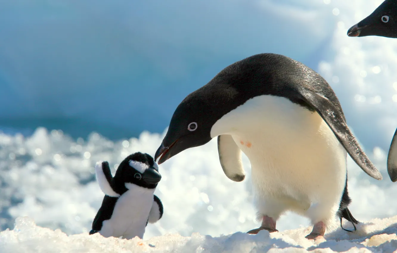 Фото обои снег, игрушка, пингвин