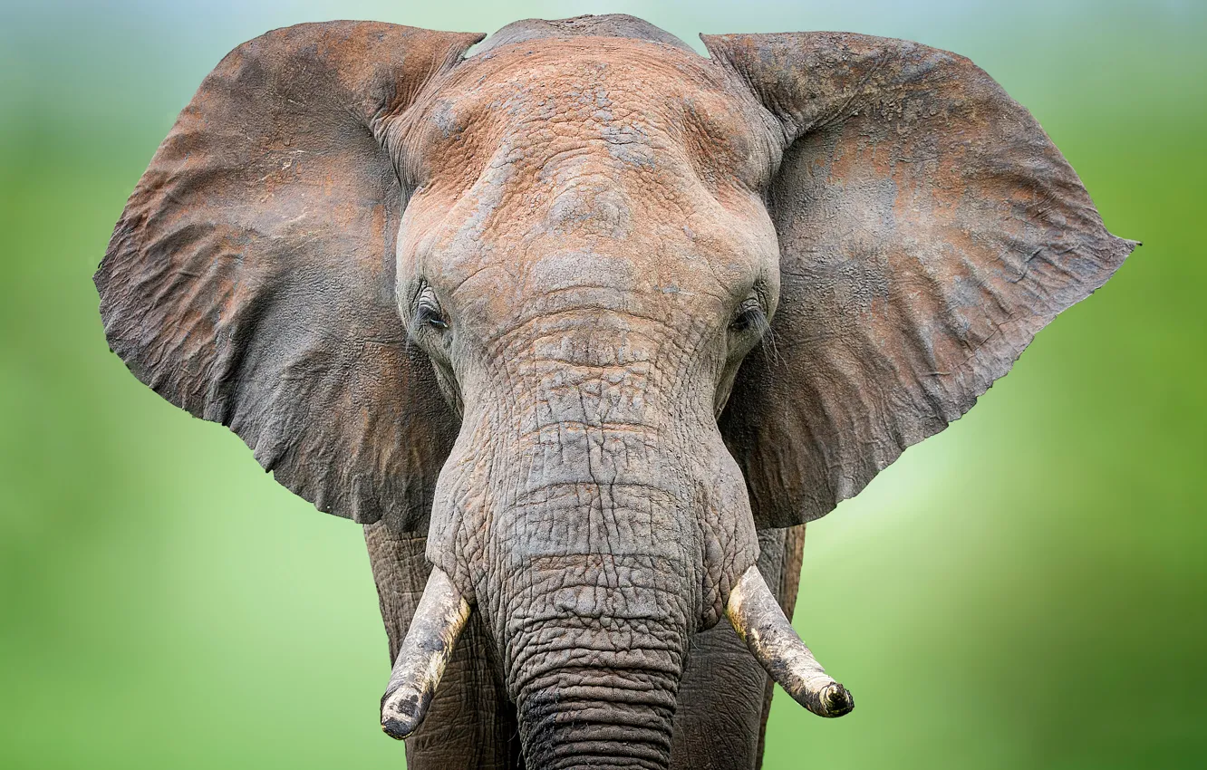 Фото обои фон, слон, голова, уши, бивни