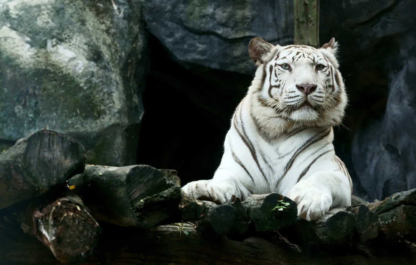 Фото обои морда, тигр, камни, хищник, лапы, лежит, белый тигр, отдыхает