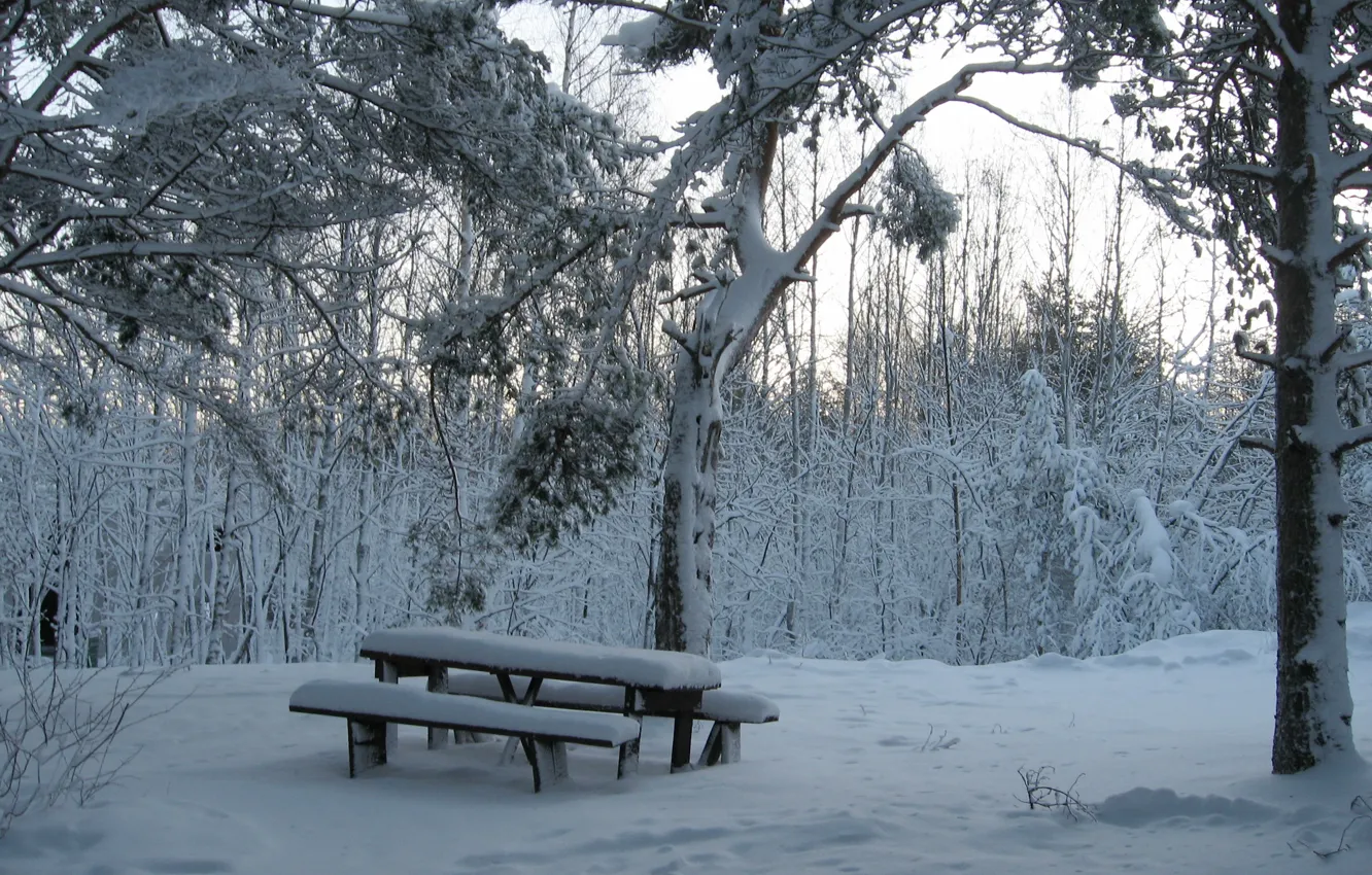 Фото обои зима, лес, снег, скамья