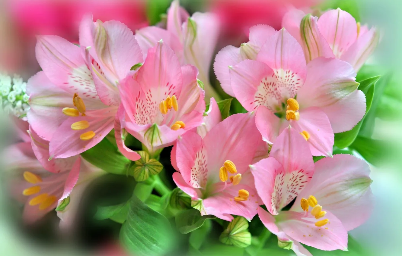 Фото обои букет, розовые цветы, Альстромерия