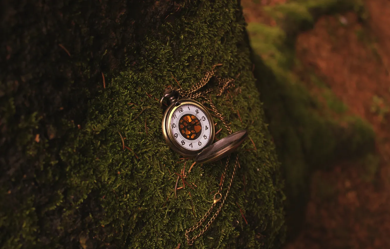 Фото обои дерево, часы, мох, цепочка