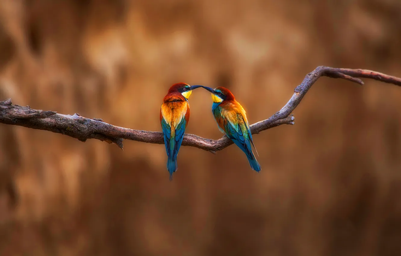 Фото обои птицы, краски, ветка, перья, клюв