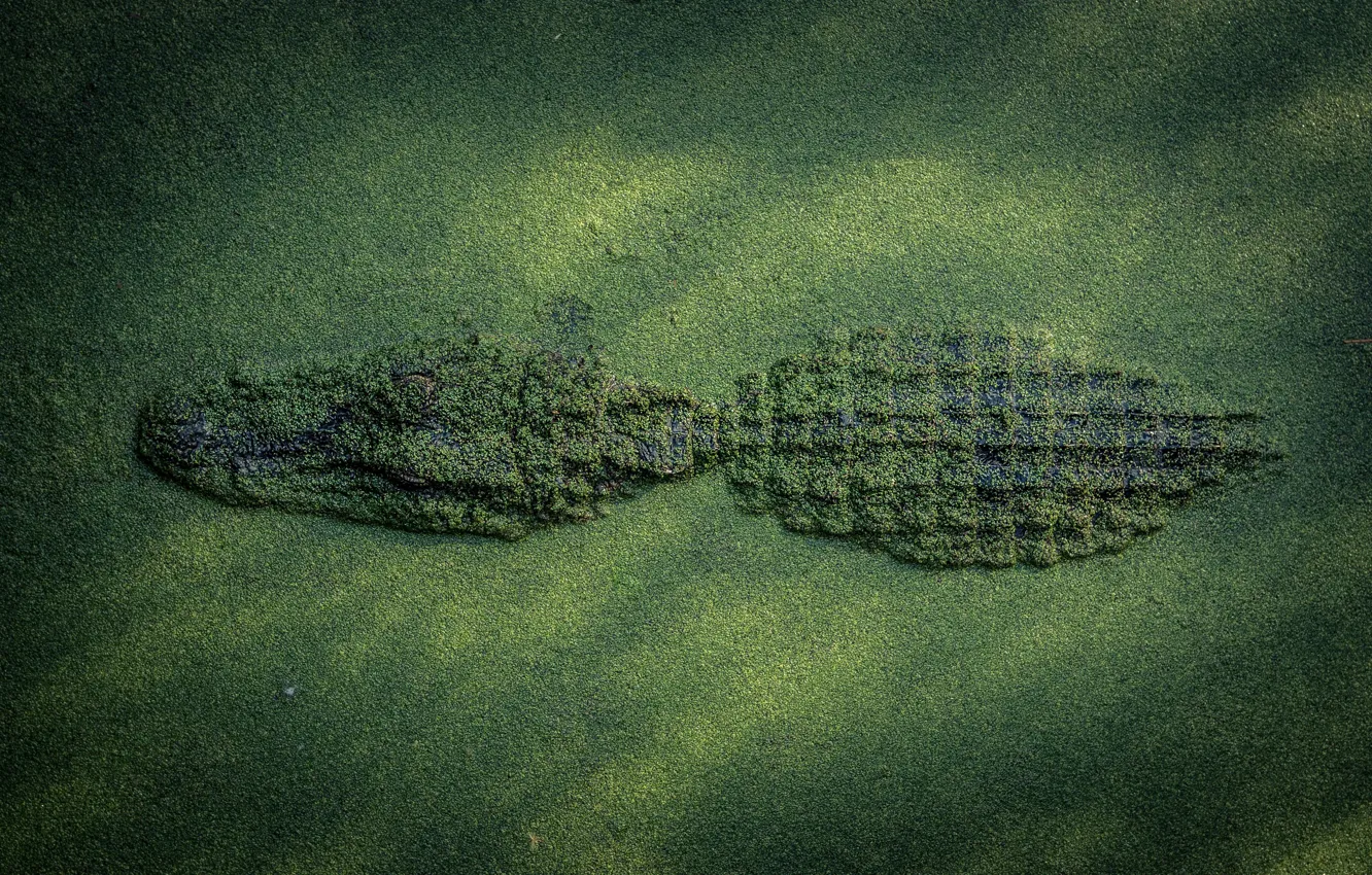 Фото обои природа, крокодил, маскировка