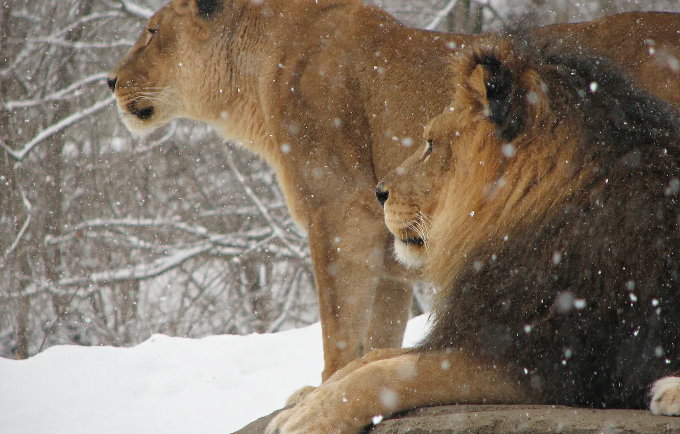 Фото обои зима, снег, кошки, обои, Лев, царь зверей, Животные, львица