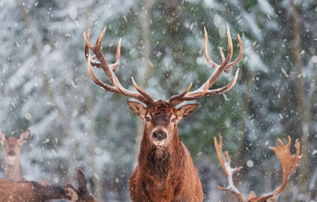 Фото обои зима, лес, взгляд, морда, снег, портрет, олень, рога
