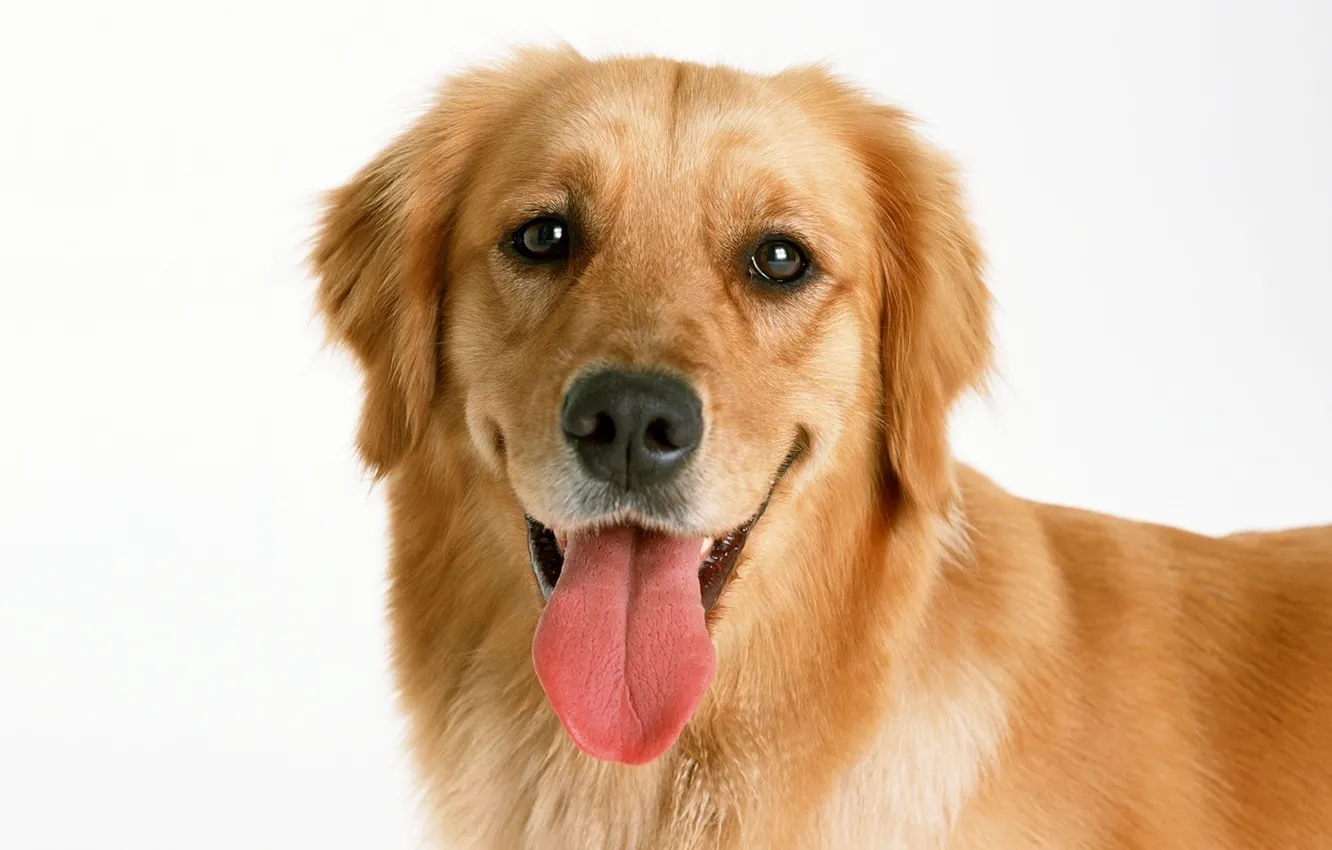 Фото обои язык, морда, собака, пес, золотистый, ретривер