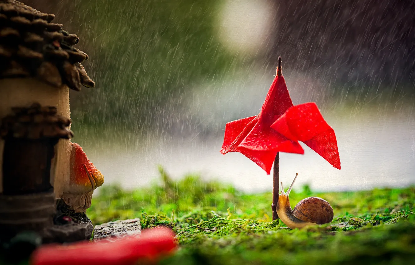 Фото обои капли, макро, красный, зонтик, дождь, улитка, зонт, навес