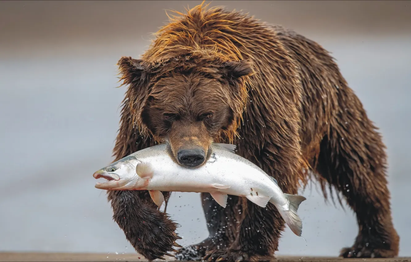 Фото обои bear, food, fish, snack, wild animal
