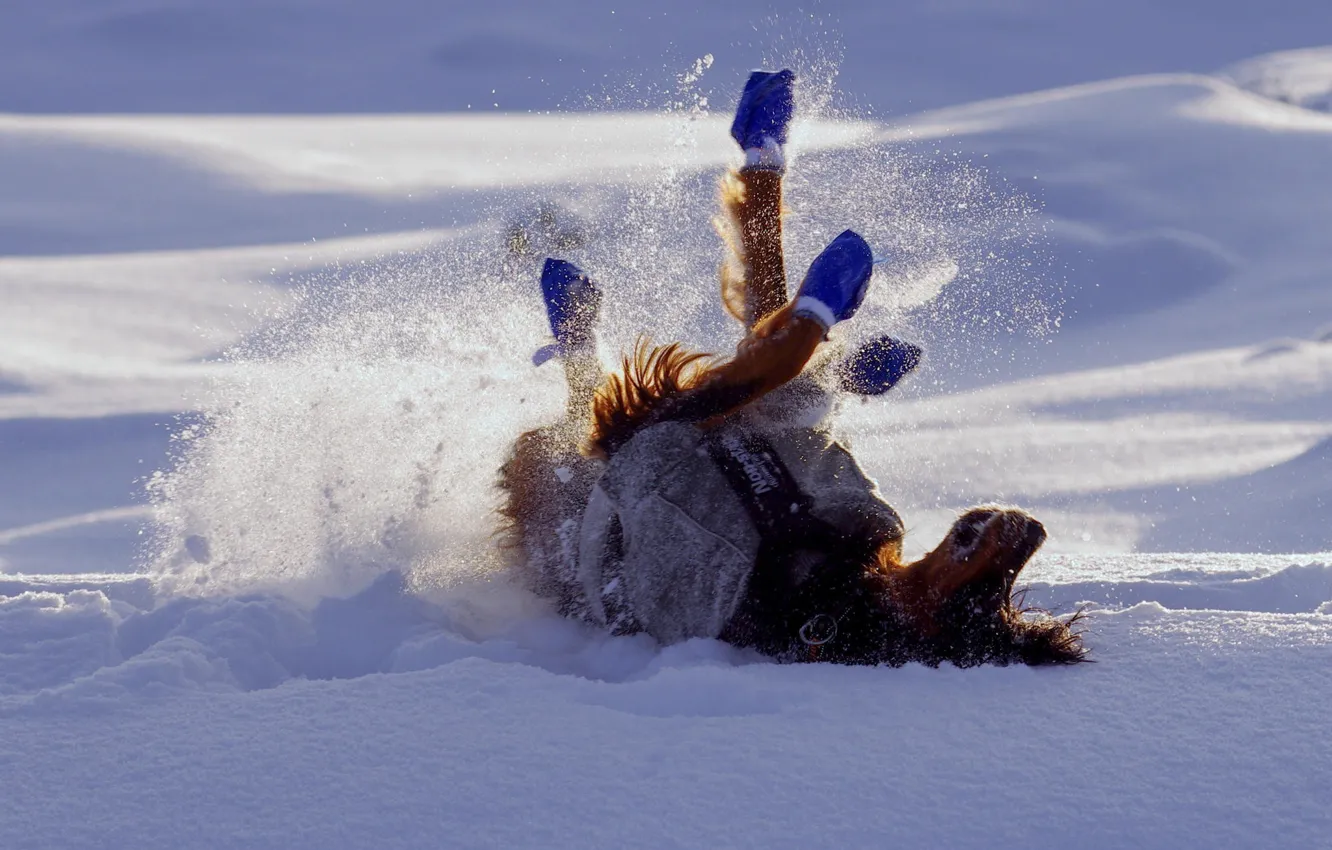 Фото обои снег, радость, поза, Зима, собака