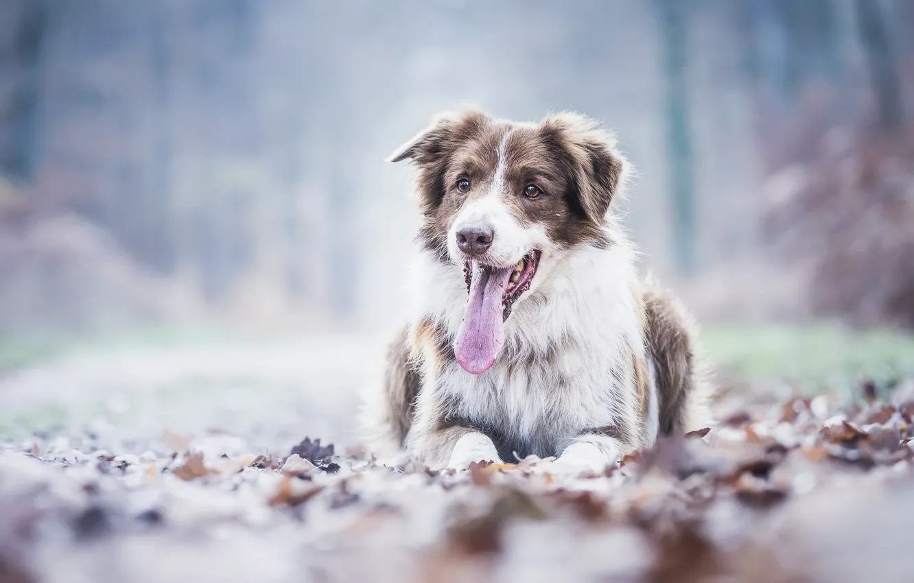Фото обои осень, язык, листья, собака, Австралийская овчарка, Аусси