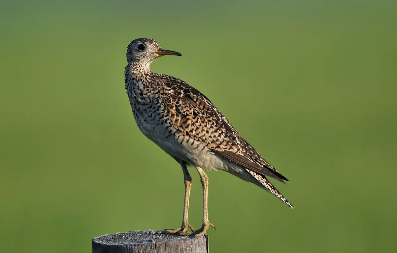 Фото обои птица, пень, столб, длиннохвостый, upland sandpiper, песочник