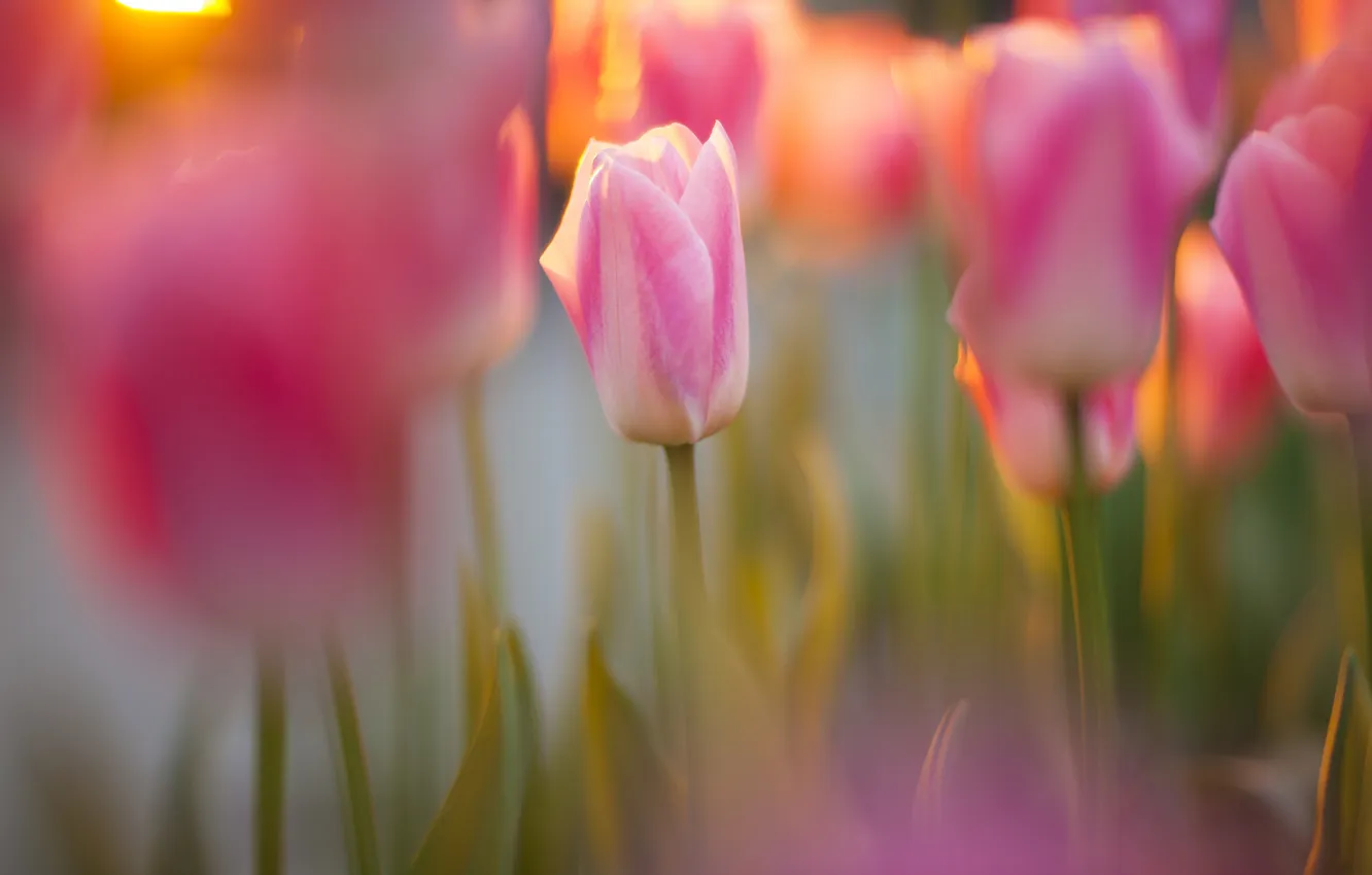 Фото обои солнце, фокус, освещение, тюльпаны, розовые, много