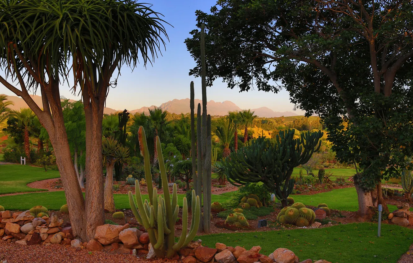 Фото обои деревья, камни, пальмы, газон, кактусы, ЮАР, South African National Park