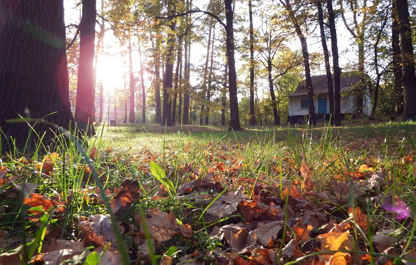 Фото обои осень, листья, макро, деревья, зеленая трава, домик, лучи солнца, блик.