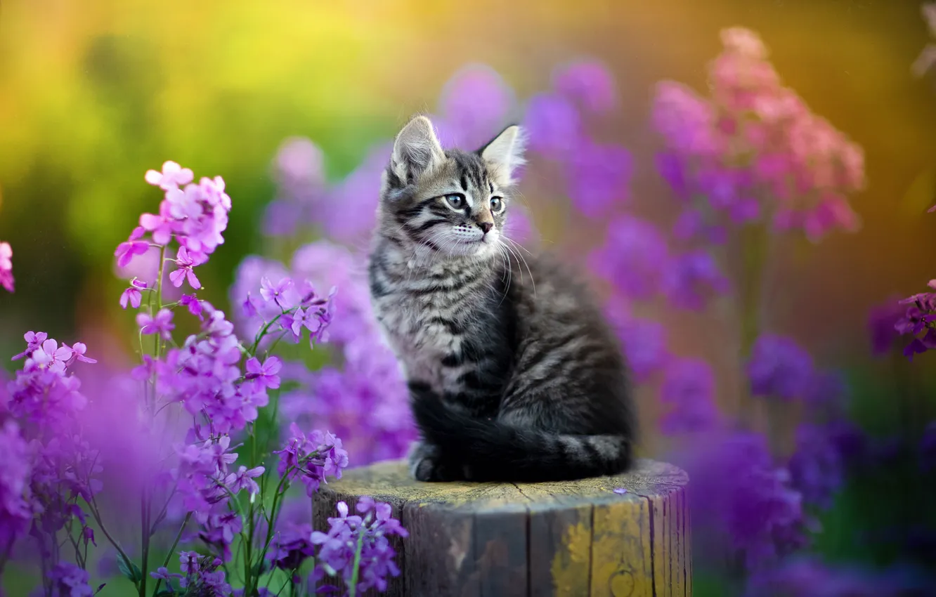 Фото обои цветы, котёнок, колода, Юрий Коротун