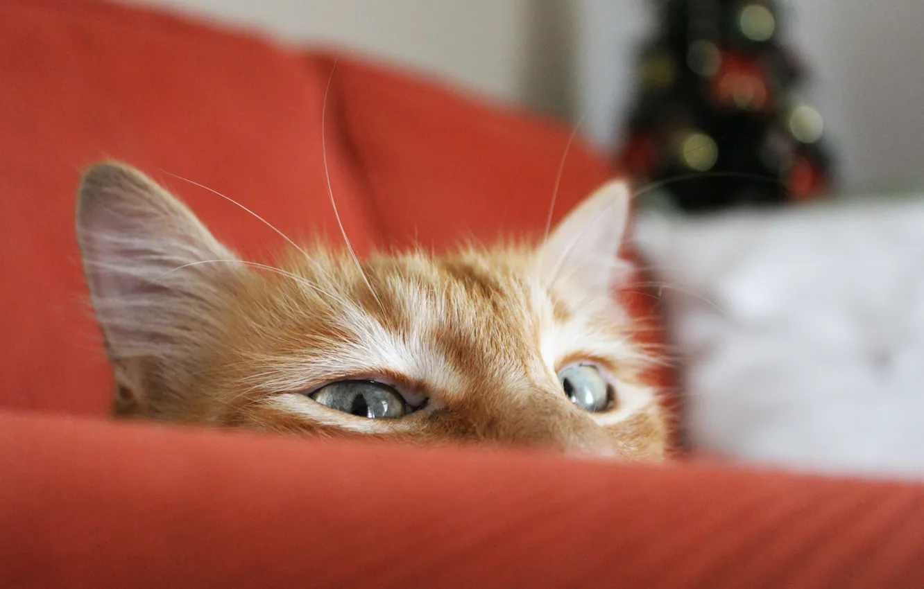 Фото обои кошка, кот, диван, фокус, рыжий, ёлка, выглядывает