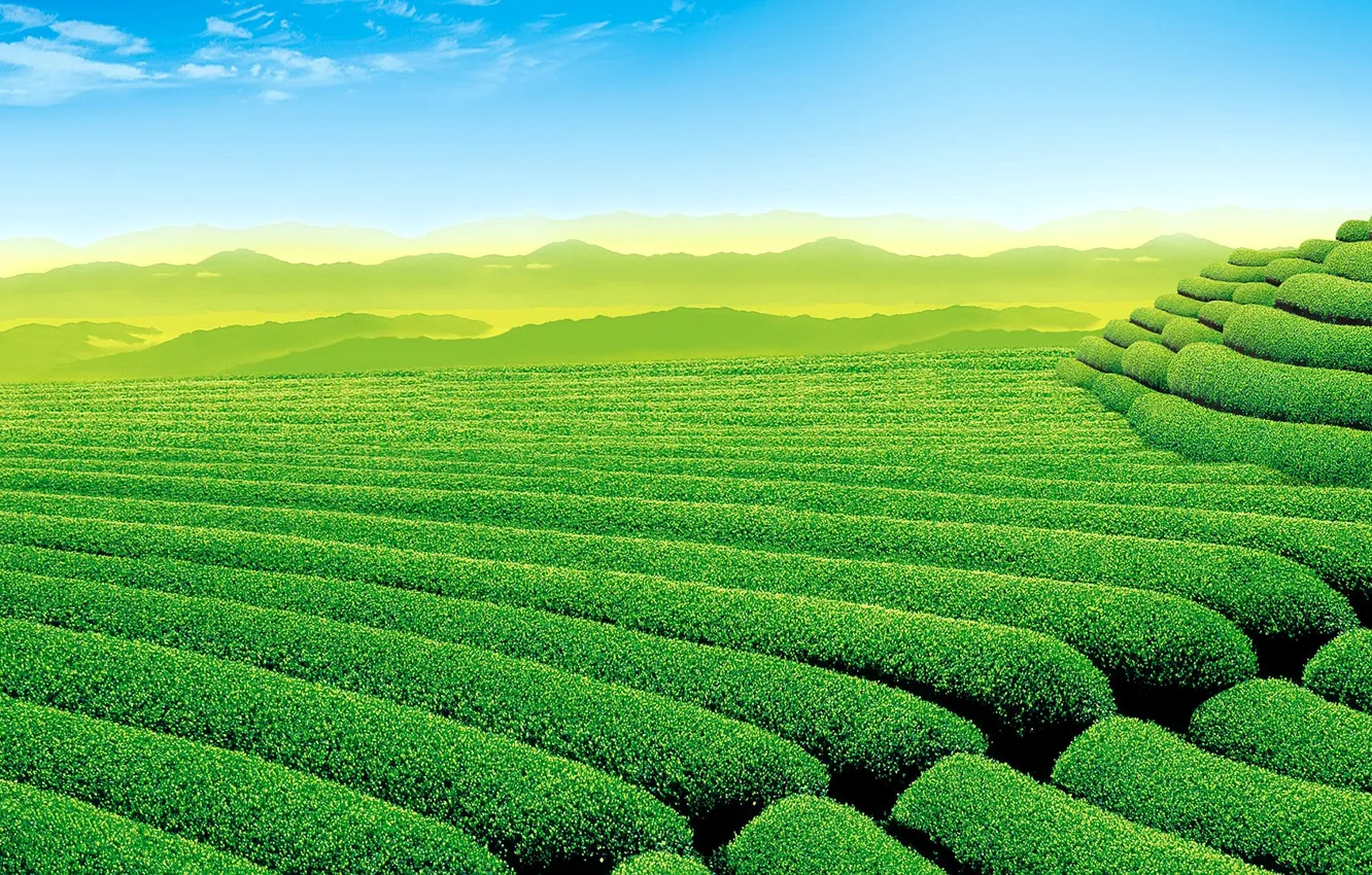 Фото обои небо, горы, чай, плантация