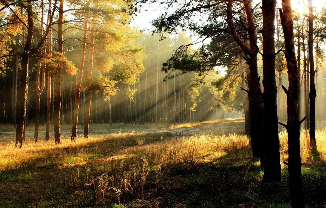 Фото обои light, trees, sun, glade