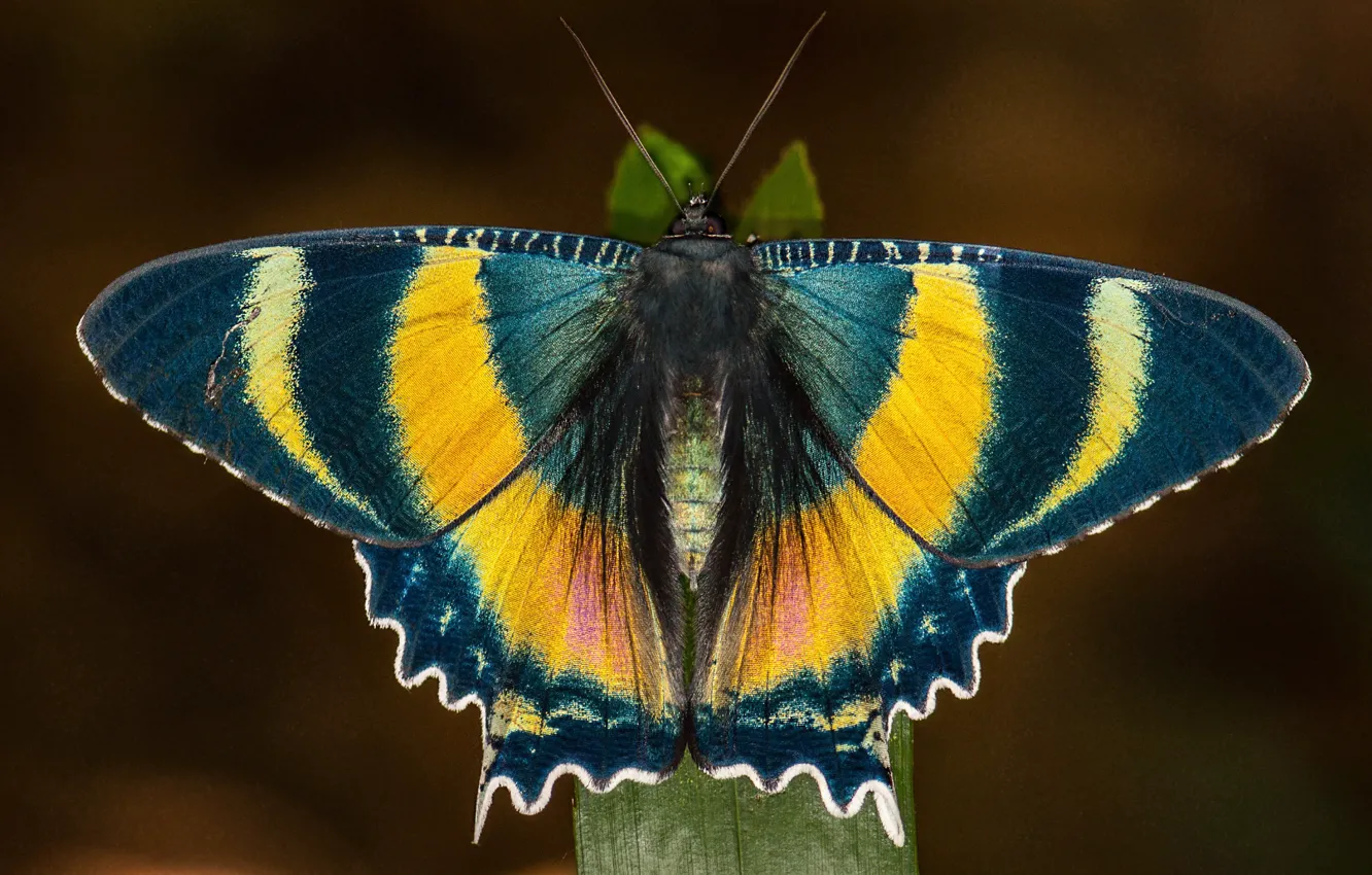 Фото обои макро, фон, бабочка, крылышки, травинка