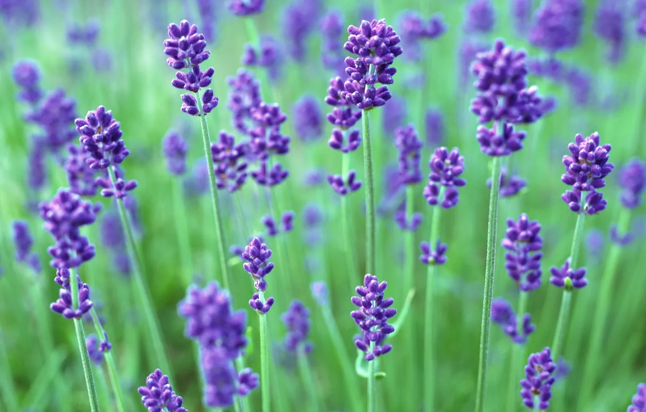 Фото обои фиолетовый, цветы, зеленый, сиреневый, растения