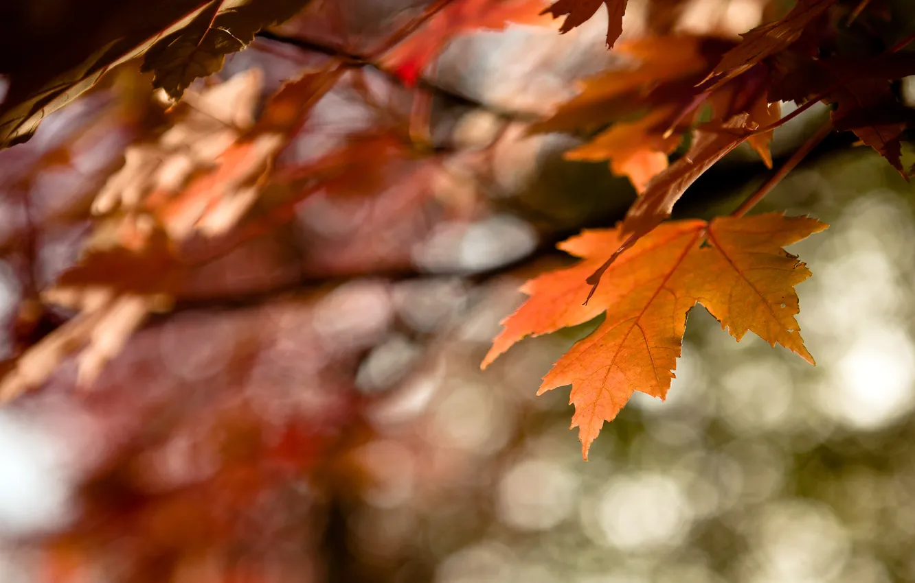 Фото обои осень, листья, цвета, оранжевый, время, лист, блики, дерево