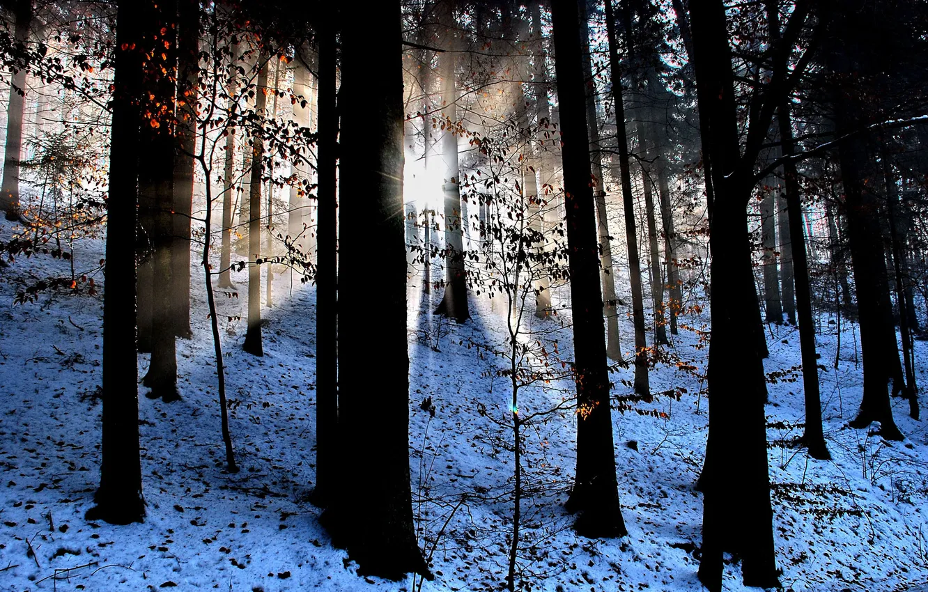Фото обои лес, лучи, свет, снег, природа, листва, дервья