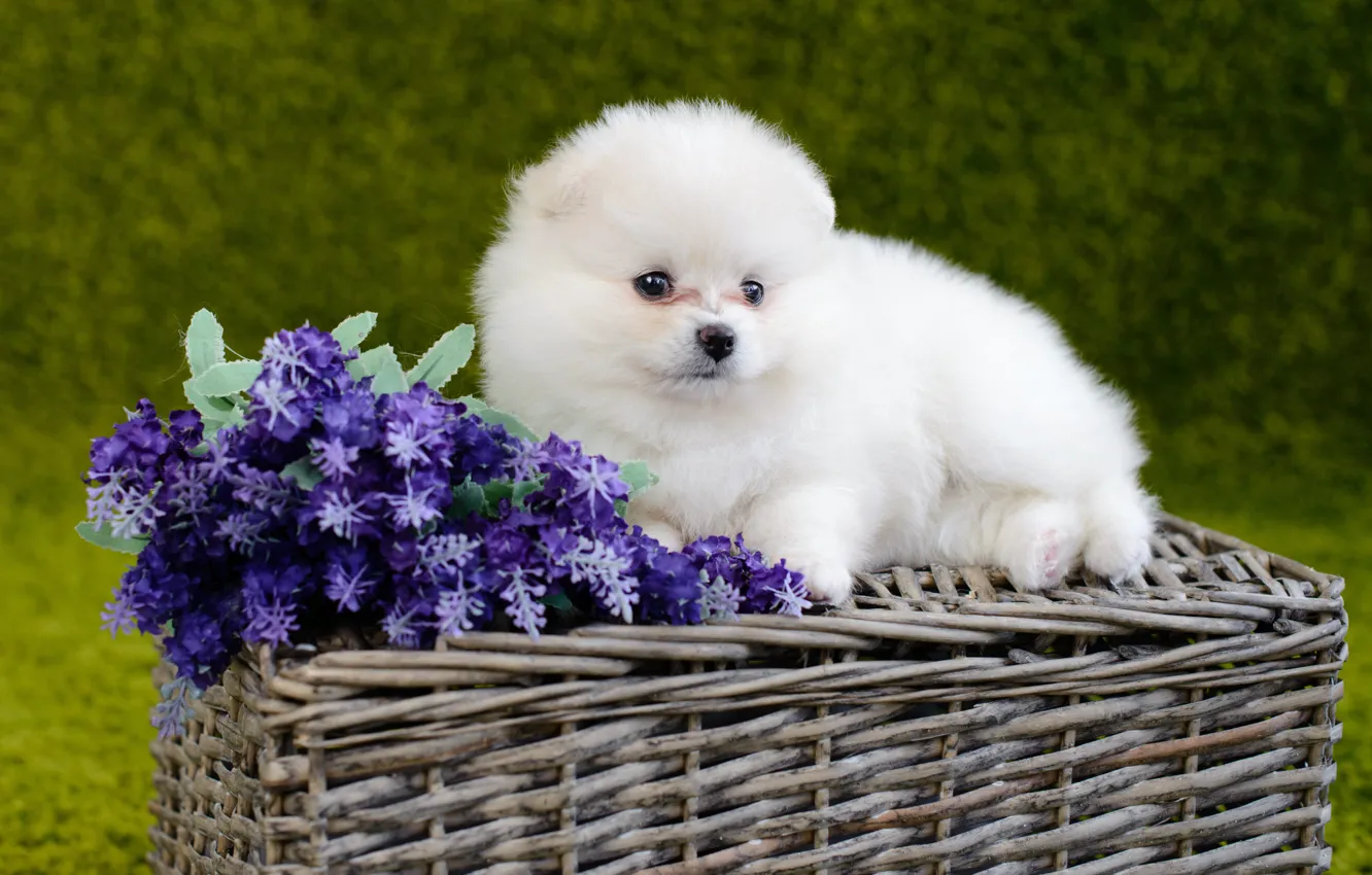 Фото обои белый, цветы, собака, пушистый, малыш, щенок, корзинка, померанский шпиц