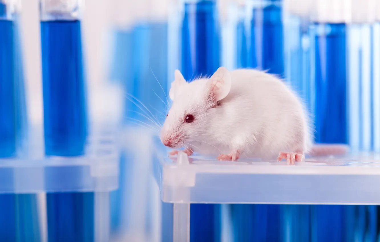 Фото обои white, animal, mouse, mammal, rodent, research, experimentation