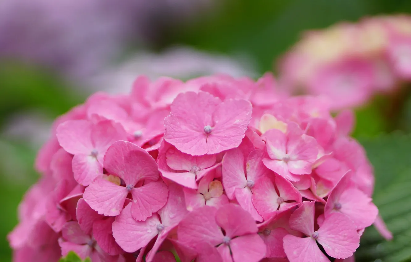Фото обои цветок, капли, роса, розовая, шапка, гортензия, соцветие