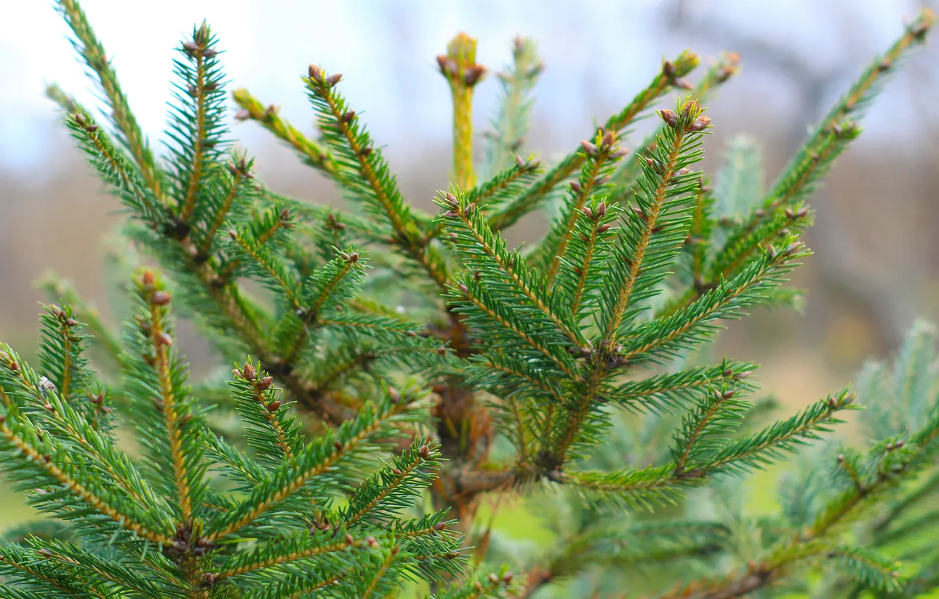 Фото обои green, spruce, twig