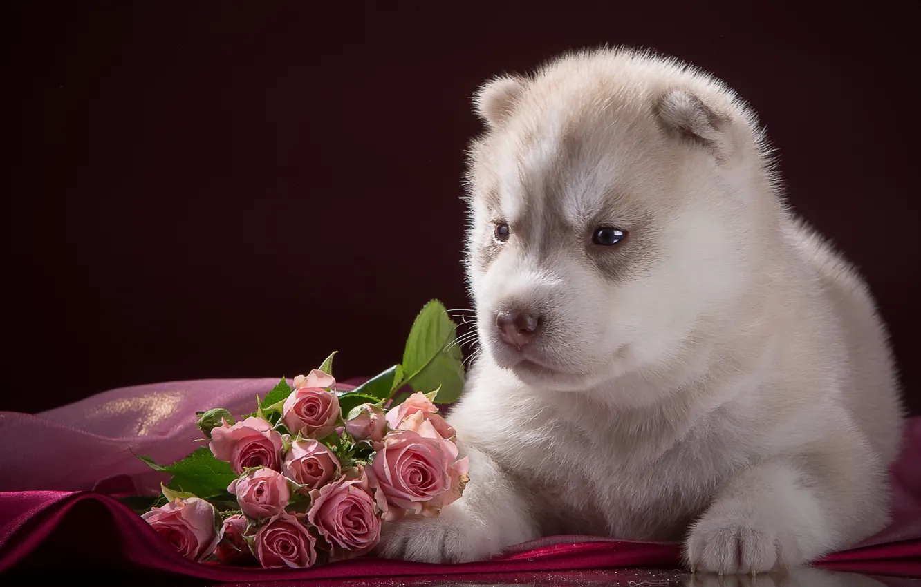 Фото обои розы, малыш, щенок, хаски, порода