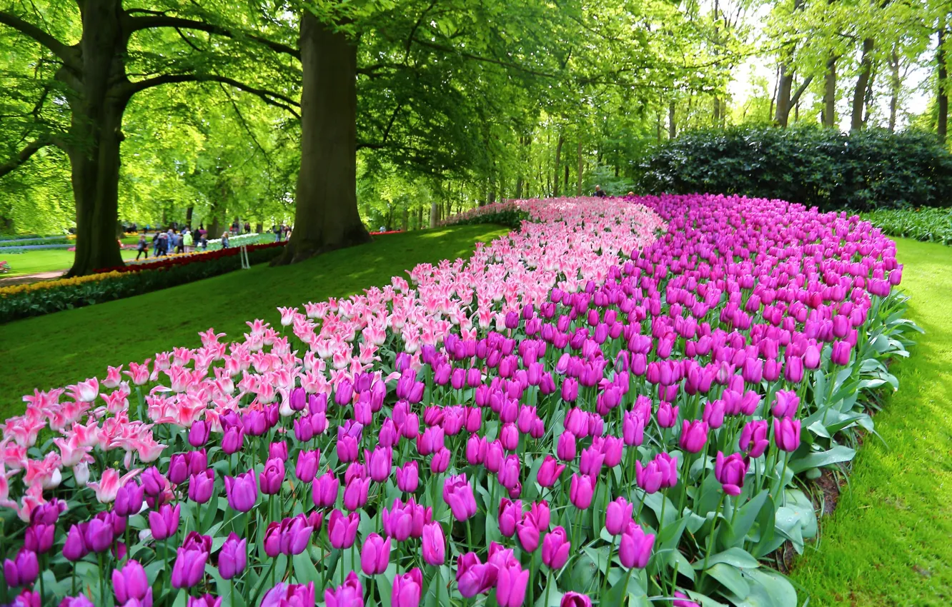 Фото обои цветы, парк, тюльпаны, Нидерланды, Netherlands, Кёкенхоф, Lisse, Лиссе