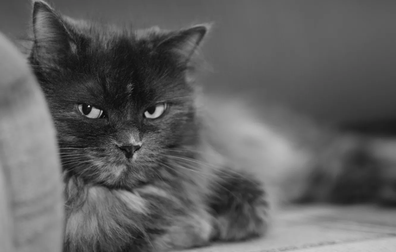 Фото обои черно-белая, Кошка, мурка