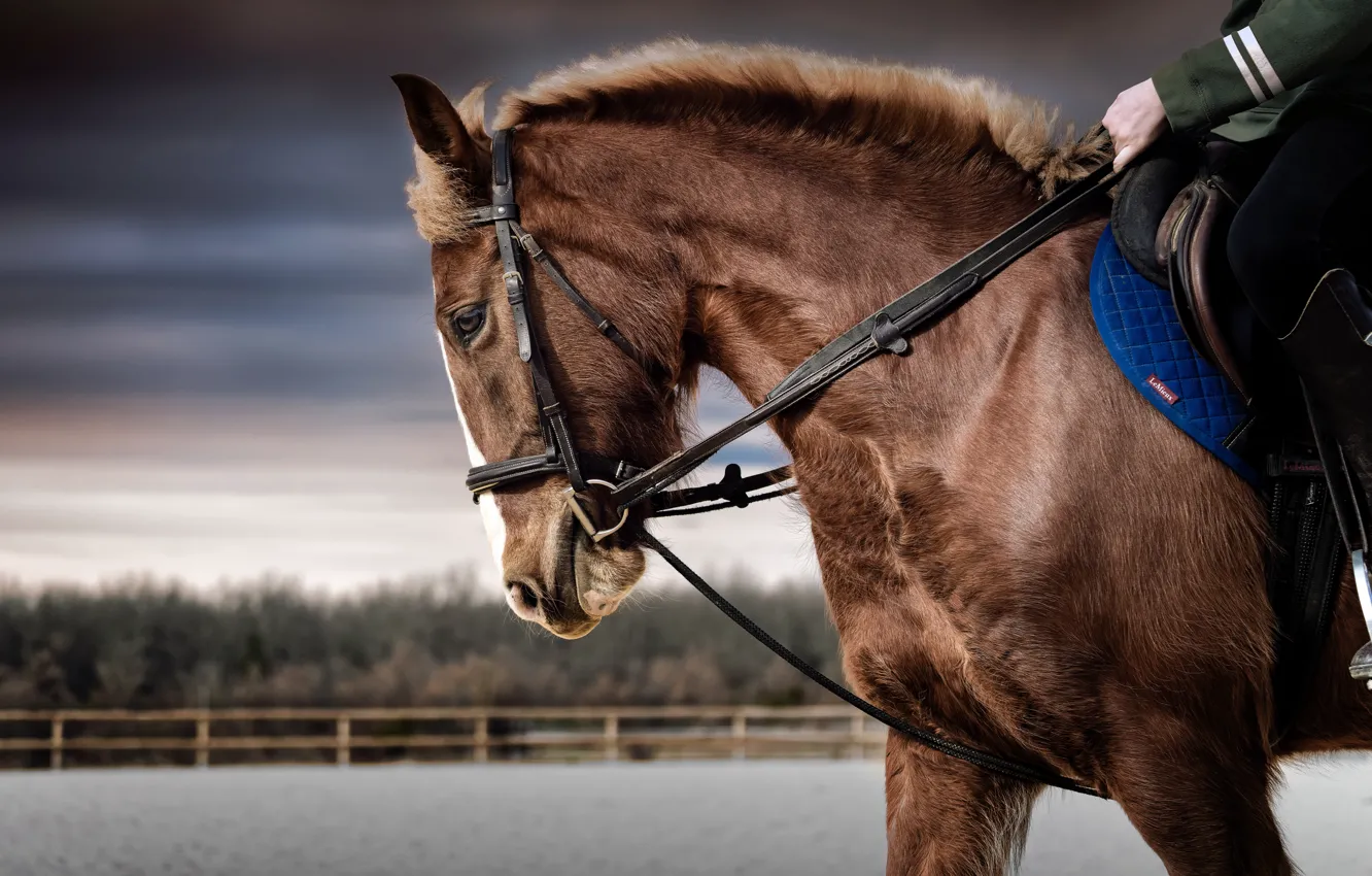 Фото обои взгляд, морда, конь, лошадь, портрет, наездник, профиль, гнедой